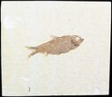 Detailed, Knightia Fossil Fish - Wyoming #48187-1